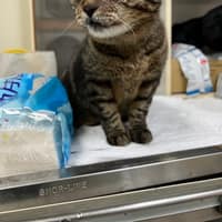 廣慈動物醫院