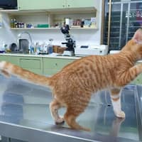 慈濟動物醫院