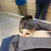 佳護動物醫院