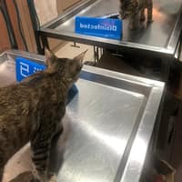 長慶動物醫院