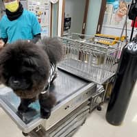 嘉仁動物醫院