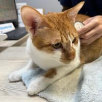 伯特利動物醫院