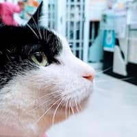 泰爾動物醫院