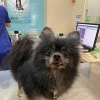 泰豐動物醫院