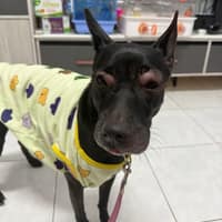 圓點動物醫院