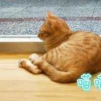 喵喵TNR動物醫院