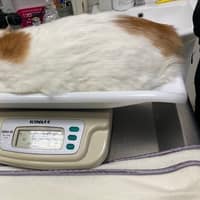 台大文仁動物醫院 骨科 內視鏡