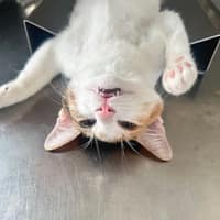 九如動物醫院