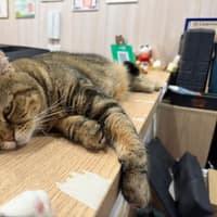 龜毛動物醫院