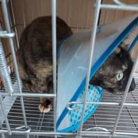 全興動物醫院