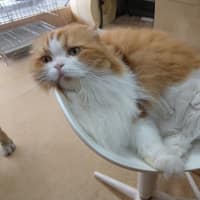 宇恆動物醫院