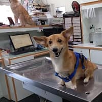 博安動物醫院