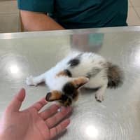 大安動物醫院