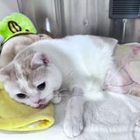 樂米動物醫院