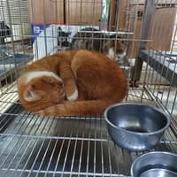大雅動物醫院