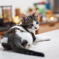 躍犬動物醫院