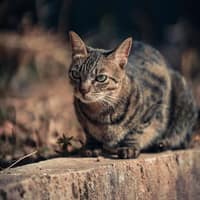 小宏動物醫院