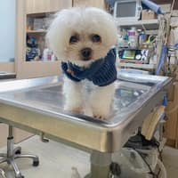 維尼動物醫院