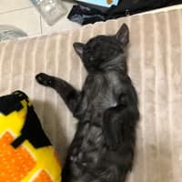 金門同伴動物醫院