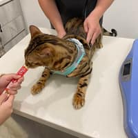 小腳印動物醫院