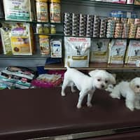 朴子動物醫院