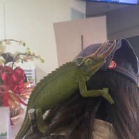 峽灣動物醫院
