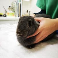 康淇動物醫院