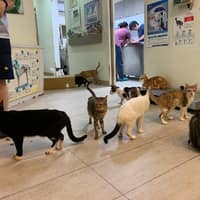 新竺動物醫院