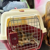 彩虹動物醫院
