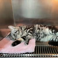 瀚生動物醫院
