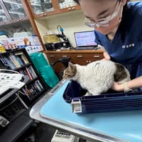 國際犬貓醫院