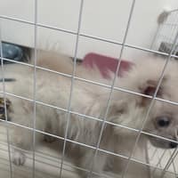 泰安家畜診所