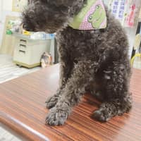 弘苑動物醫院