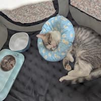 安生動物醫院