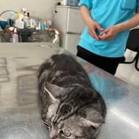 品品動物醫院