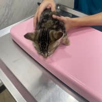 華生動物醫院