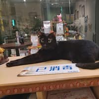 維拉動物醫院
