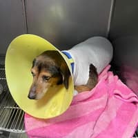 弘安動物醫院