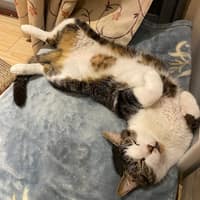 好牧人動物醫院