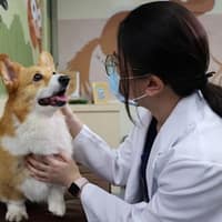 聯盟動物醫院