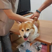 貝斯特動物醫院/獸醫/汐止