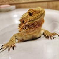 立安動物醫院