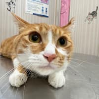 陽光動物醫院