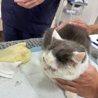 艾樂動物醫院