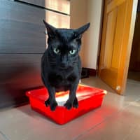 旺旺動物醫院