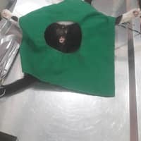 博愛動物醫院