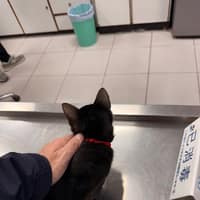 聖愛動物醫院大里院