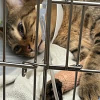 銘德動物醫院