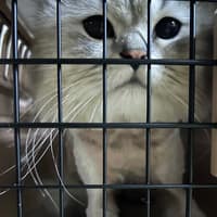名冠動物醫院