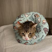 恩萊動物醫院